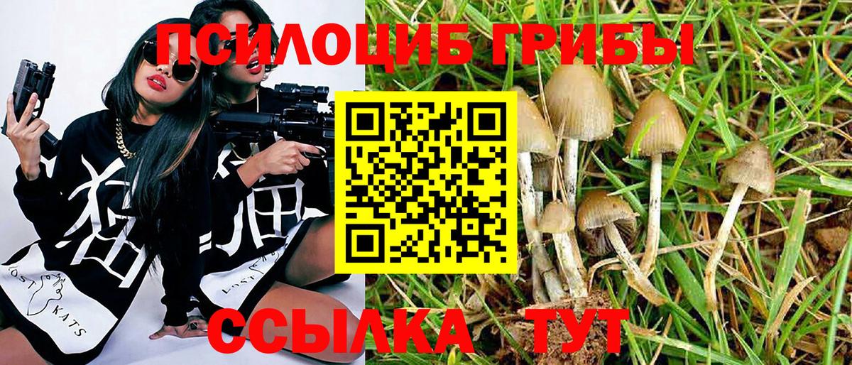 Псилоцибиновые грибы Psilocybe Джанкой